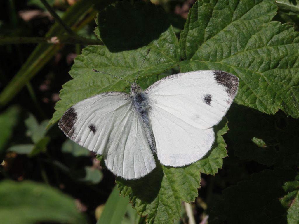 Pieris manni?